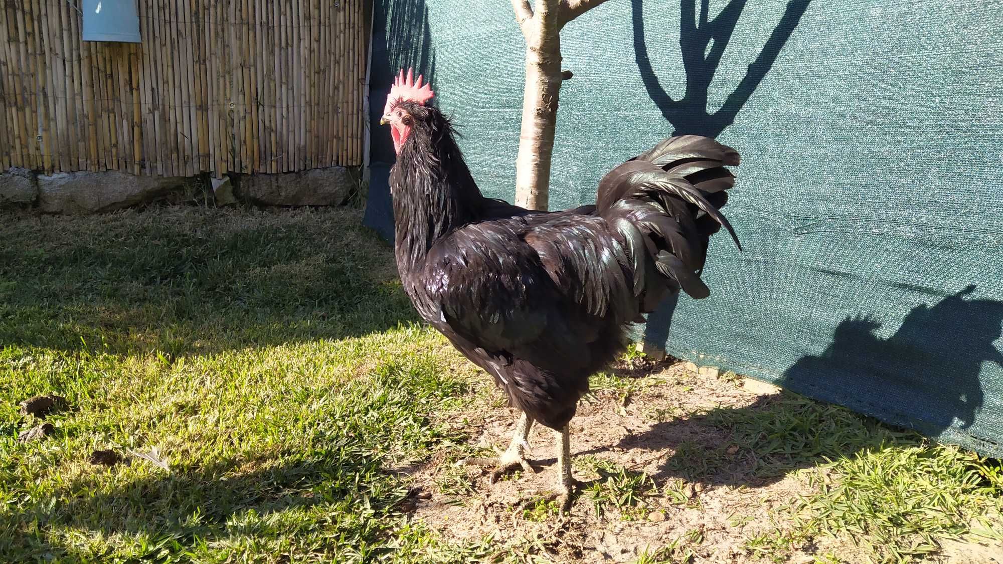 Jersey Gigante Pintos Negros, Azuis e Splash e Ovos Galinhas Gigantes