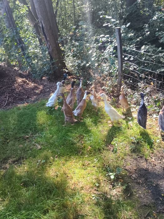 Kaczki Biegusy i Kaczor