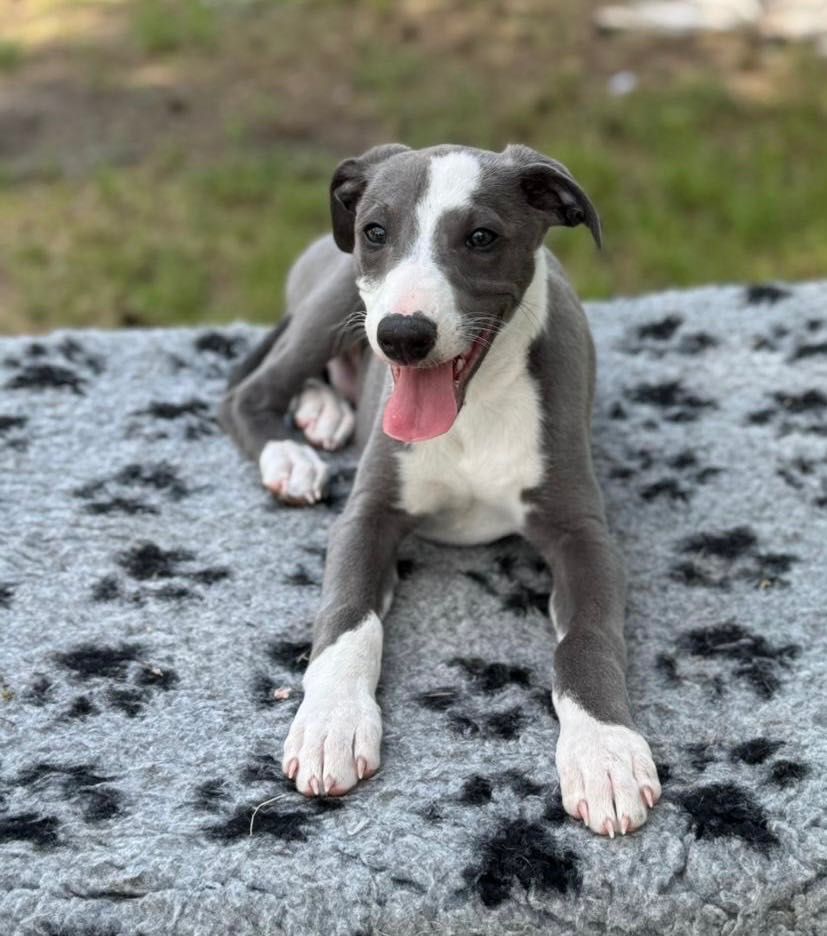 Whippet chart angielski eleganckie pieski