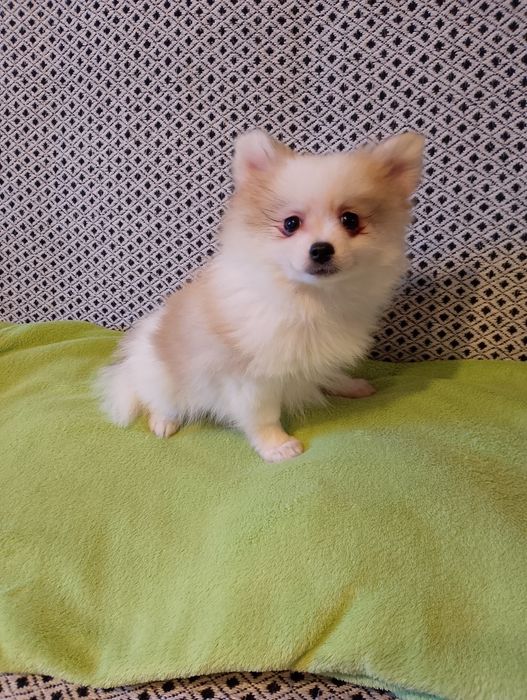 Szpic Miniaturowy Pomeranian Piesek