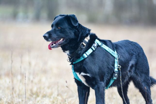 Snupi - czarny duży pies szuka domku łagodny i spokojny