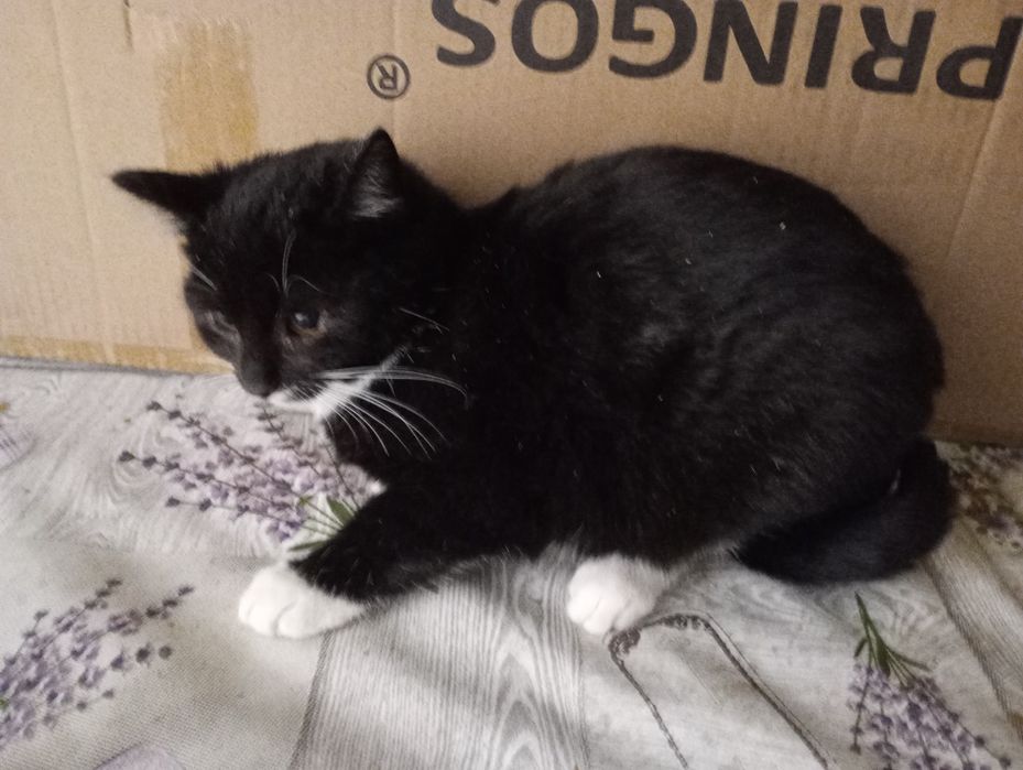 Oddam trzy małe kotki