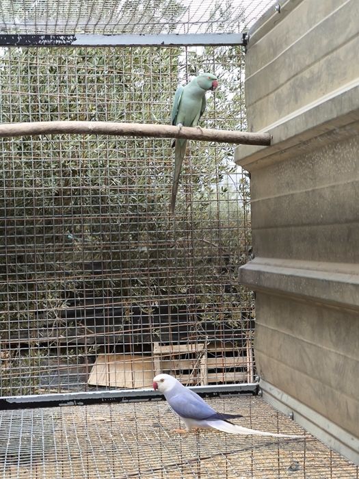 Casal Ringnecks reprodutor