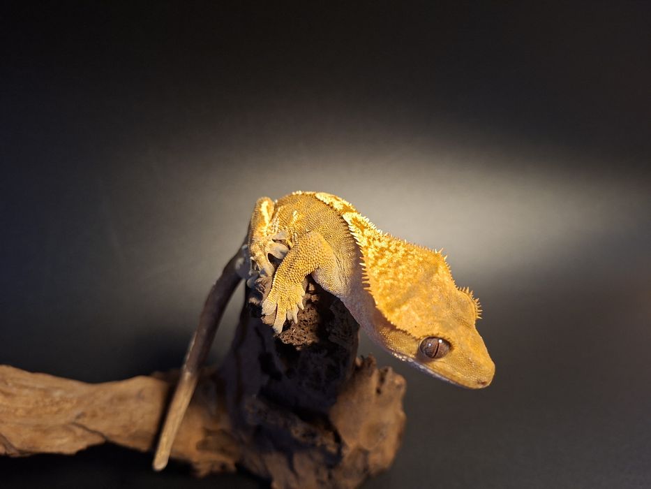 Samiec Gekona Orzęsionego!