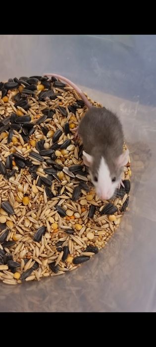 Крыса девочка хаски дамбо ушки