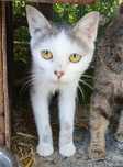Koty do adopcji. Oddam koty.