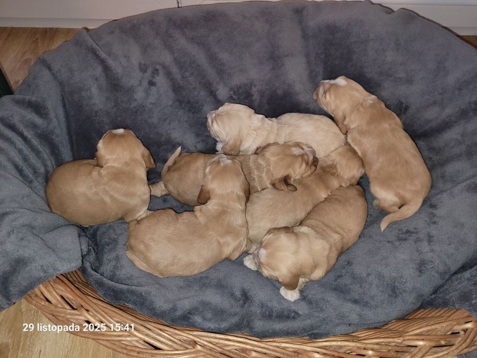 Cocker Spaniel Angielski biszkoptowy