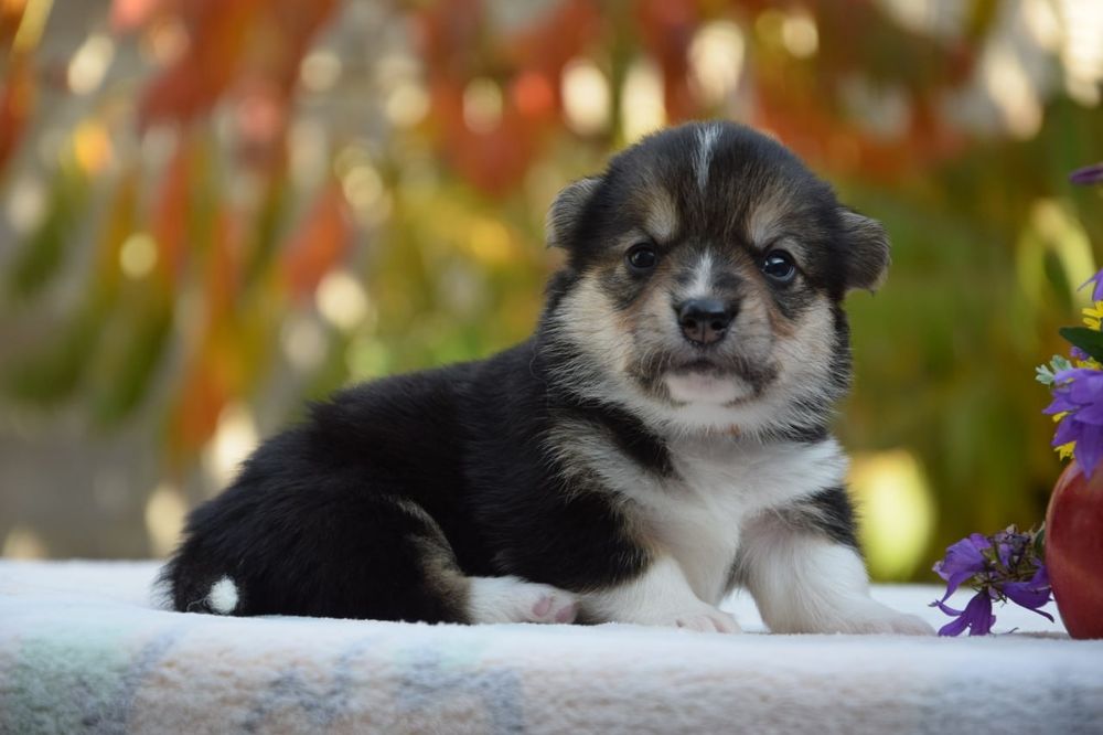 Вельш Коргі Пемброк