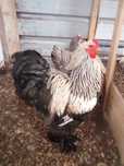 Ovos de Brahma Dark, light negro e buff