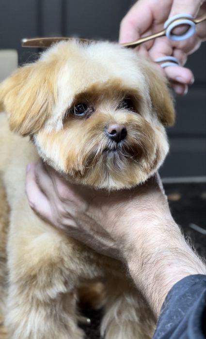 Грумінг модельні стрижки мальтипу та пуділь