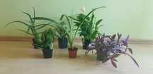 Aloes, Echmea, Sanseweria, Zwartnica czerw.,Trzykrotka