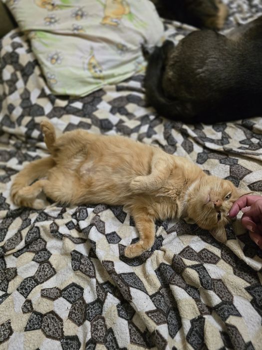 Киця в добрі ручки!