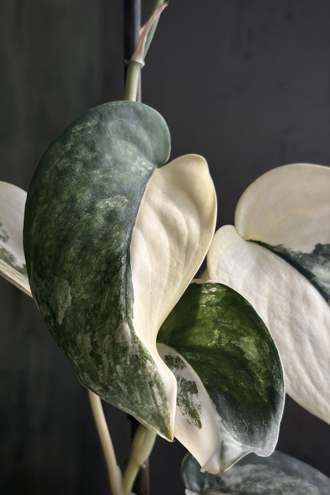 Scindapsus Jade Satin variegata - kolekcjonerska roślina, świetne geny