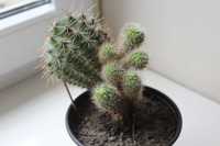 Kaktus Echinopsis Tubiflora sadzonka sukulent roślina doniczka dużo