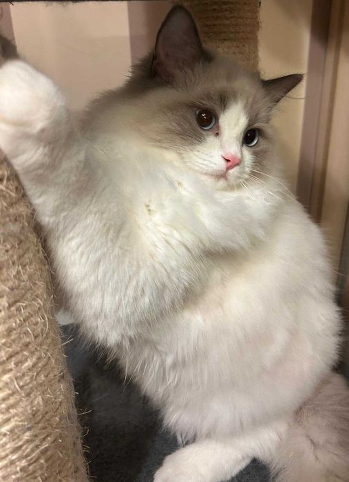 Uroczy kocurek Irwin rasy Ragdoll