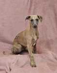 Chart angielski whippet-piesek