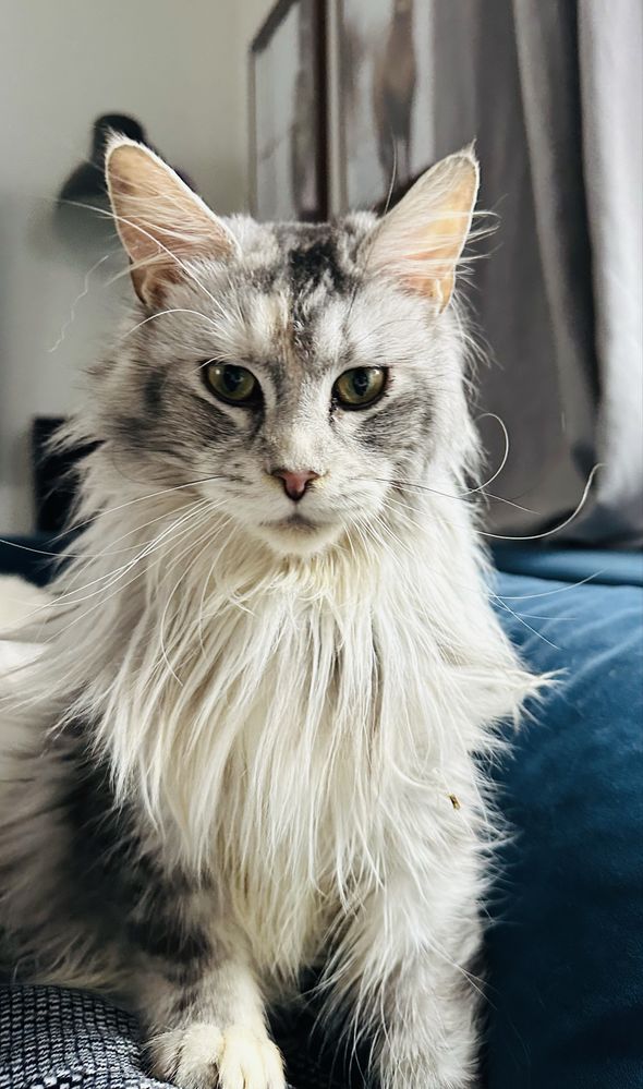 Kocurek kocięta Maine Coon Rudy ze srebrem