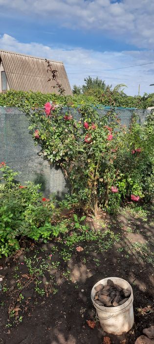 Обрізка роз. Готовы выполнить любую работу. Обрезка деревьев. Звоните-