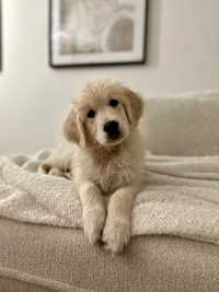 Golden retriever piesek gotowa do zmiany domu.