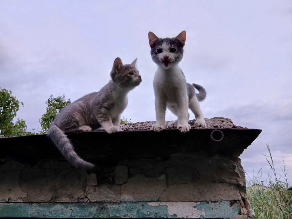 Котенята-мишолови у добрі руки