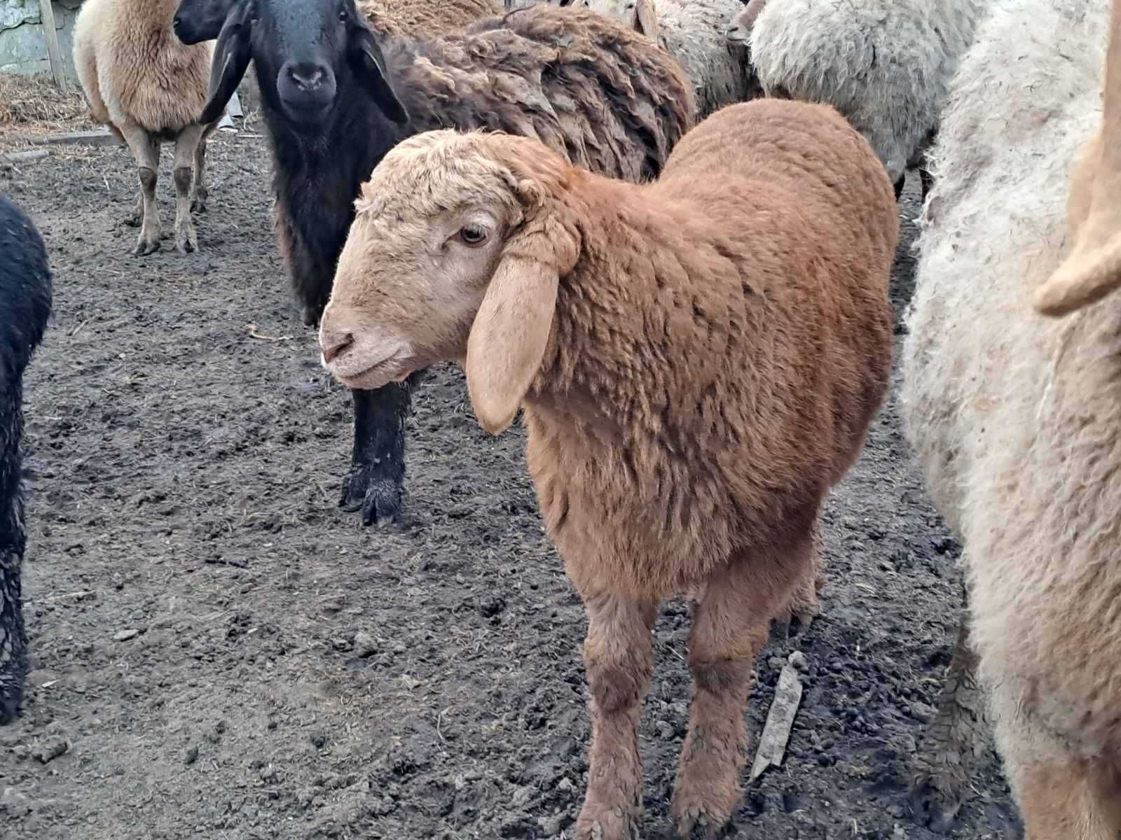 Продам вівці Гісарської породи