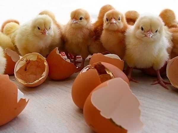 Инкубационное яйцо кур, уток, гусей, индюков. КОМБИКОРМ
