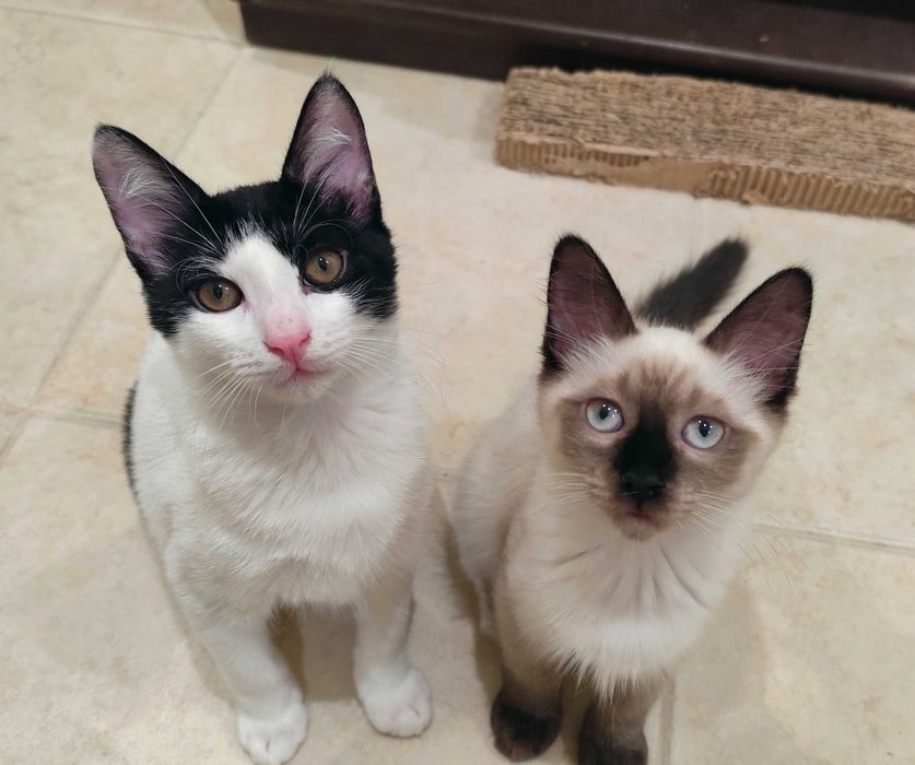 Gatinhos para adoção em conjunto