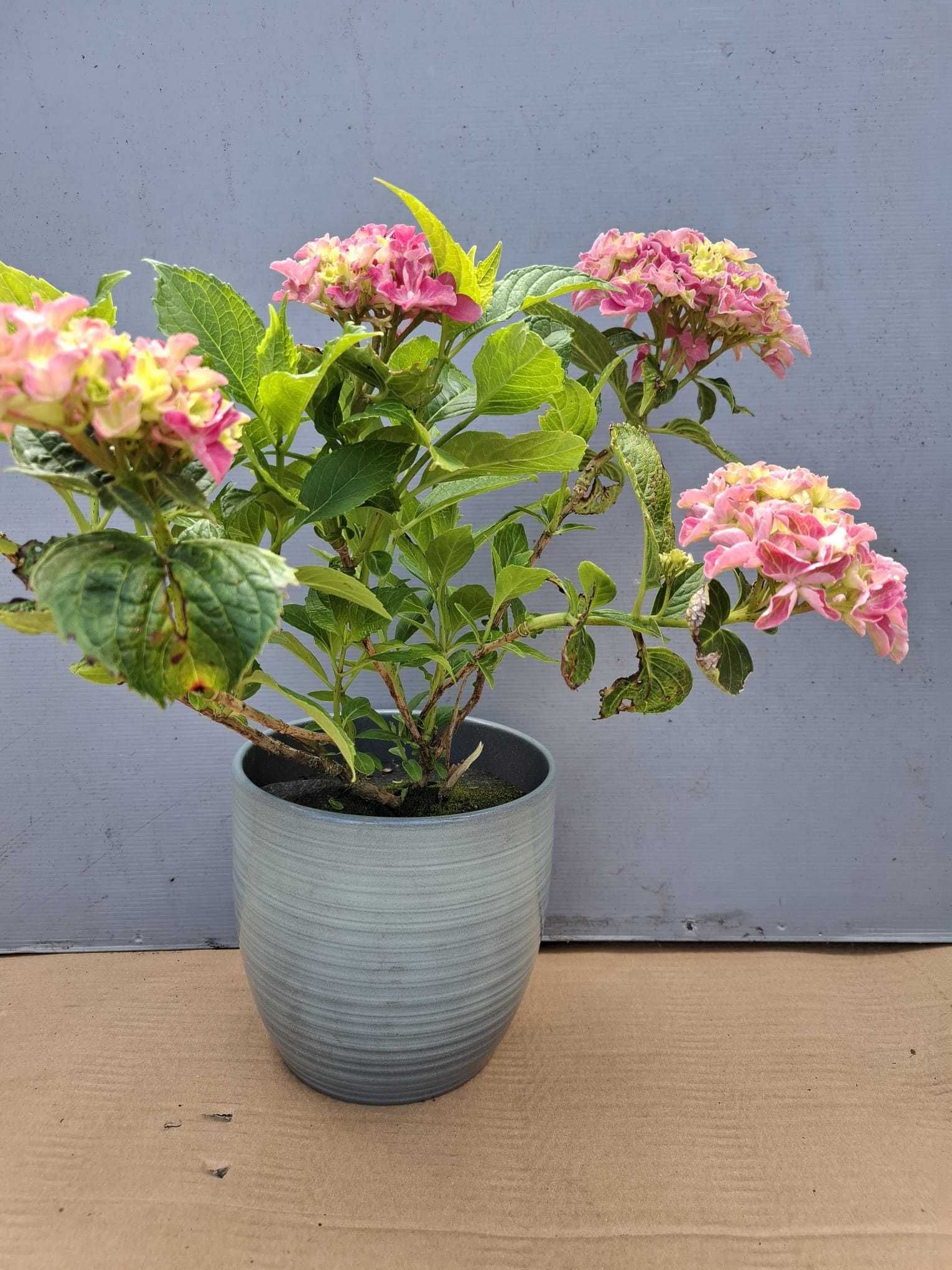 Pakiet doniczek ceramicznych donice ogrodowe