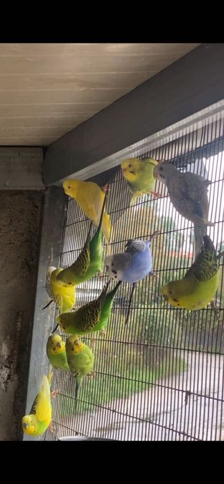 Vendo periquitos reprodutores