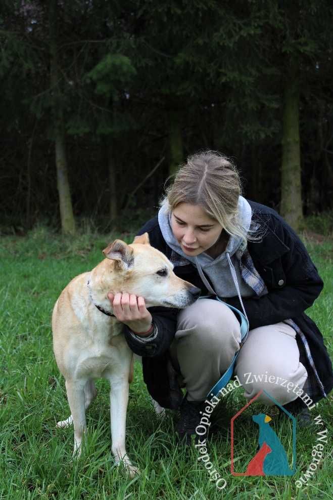 Ładna, delikatna, smutna sunia nie radzi sobie w azylu - pomóż