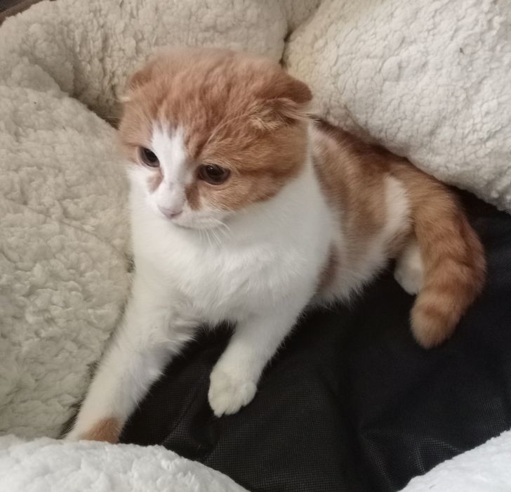 Котик вислоухий мальчик