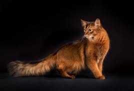 Абиссинский сомали - полудлиники