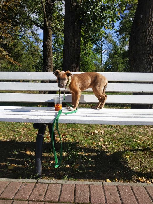 Отдам щенка - девочку 4.5 мес. в добрые руки.