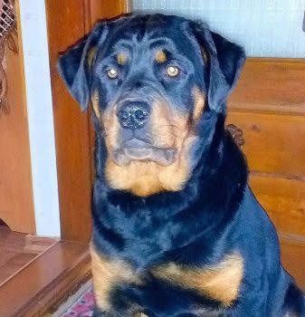 Цуценята ротвейлера є хлопчики