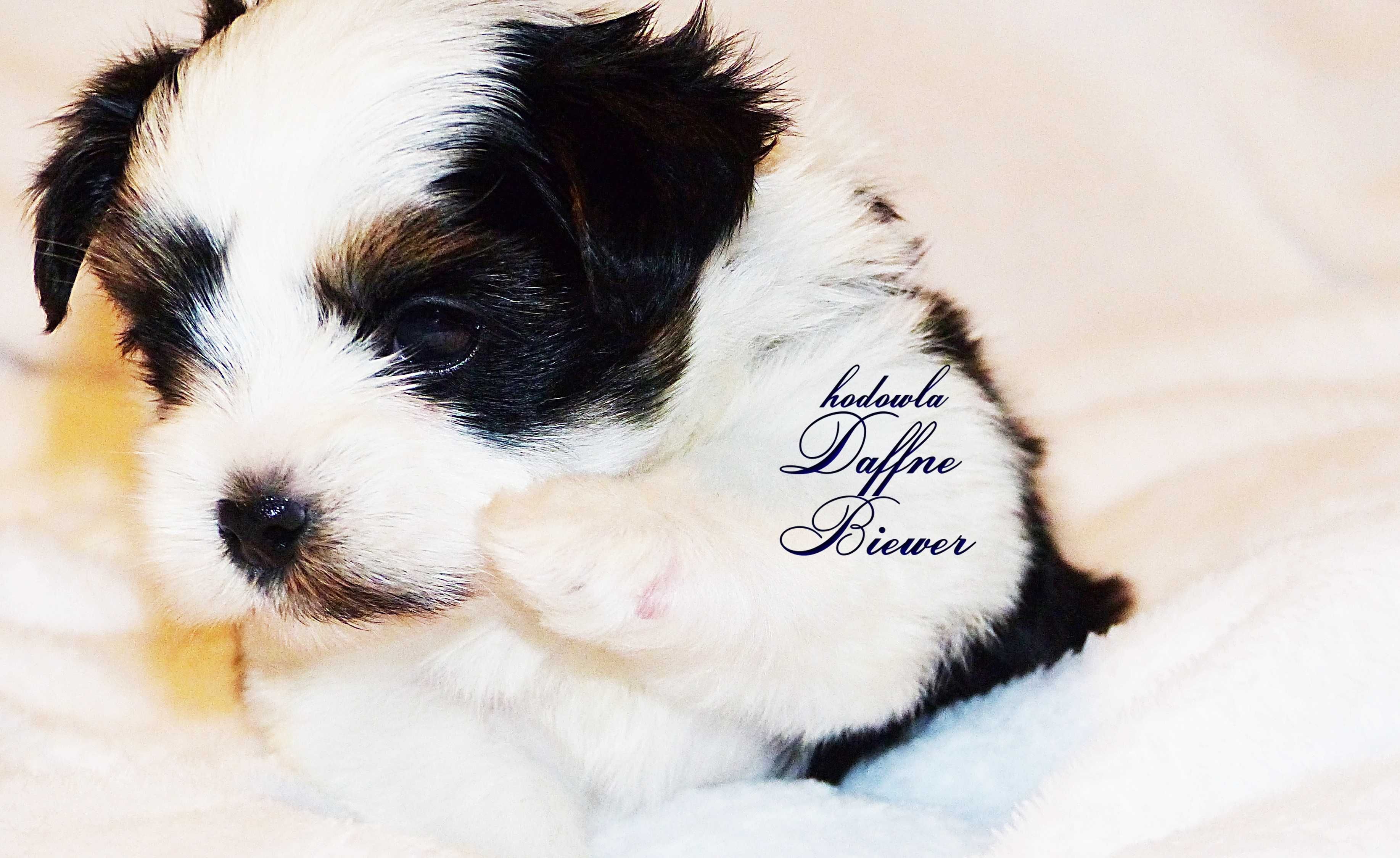 York Biewer Yorkshire Terrier