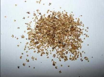 Brzoza brzozy nasiona 1kg