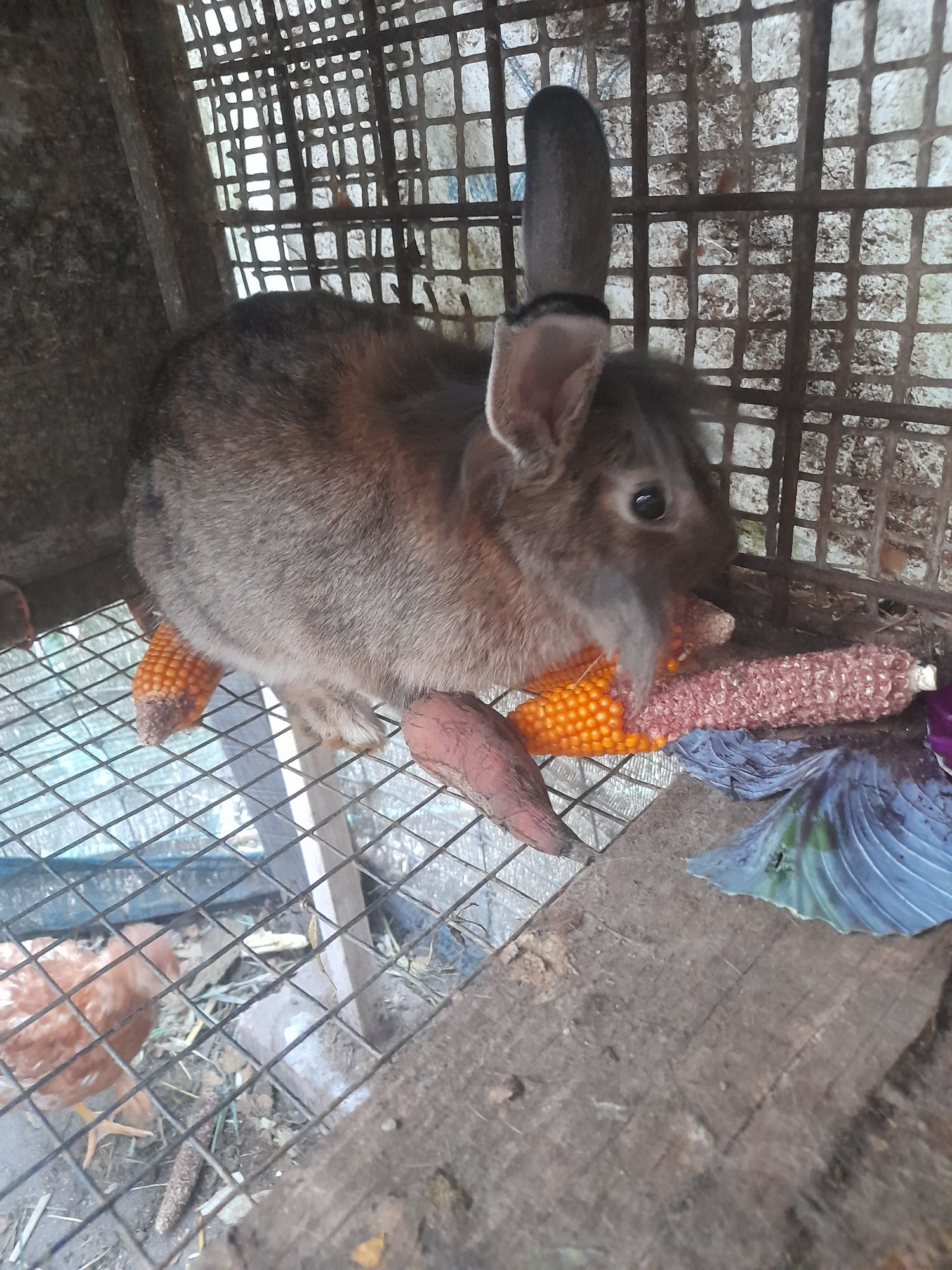 Vendo coelha cheia e macho