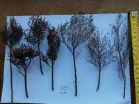 Árvores, arbustos para maquetas-modelismo-miniaturas-maquetismo