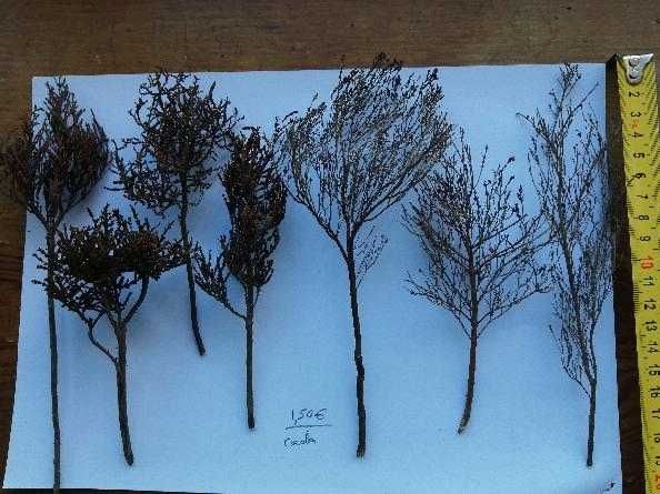 Árvores, arbustos para maquetas-modelismo-miniaturas-maquetismo