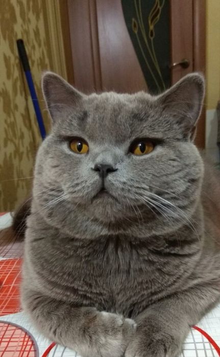 Гарний котик на вязку