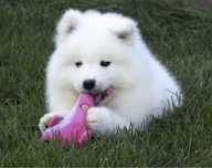 Samoyed gotowy do zmiany domu
