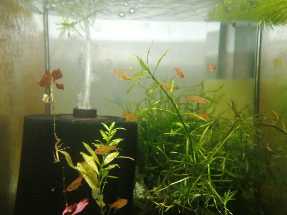 Bystrzyk  amandy (poziomkowy)