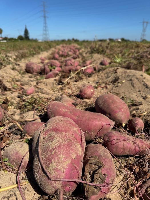 Batata doce lira e murasaki