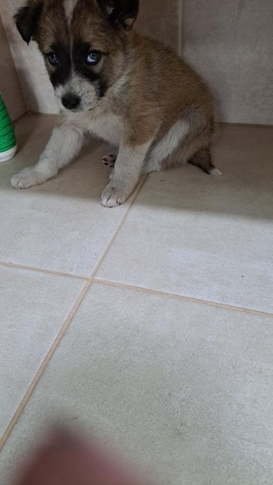 Собачата,чудові песодіти