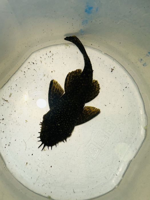 Glonojad/zbrojnik samiec ZAMIENIE