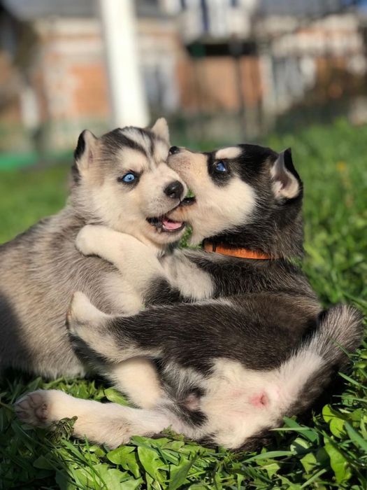 Красивий хлопчик Хаскі шукає дівчинку