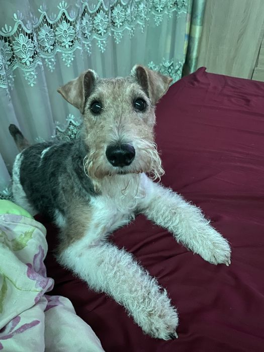 Фокстерєр жорсткошерстний