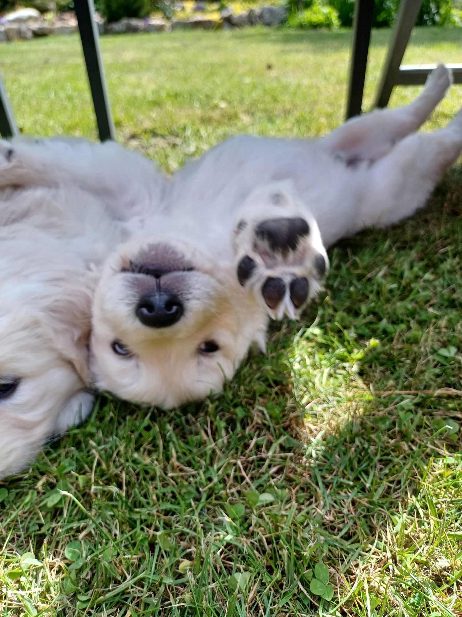Gotowe do odbioru - Śliczny piesek szczeniak Golden Retriever,  ZKw