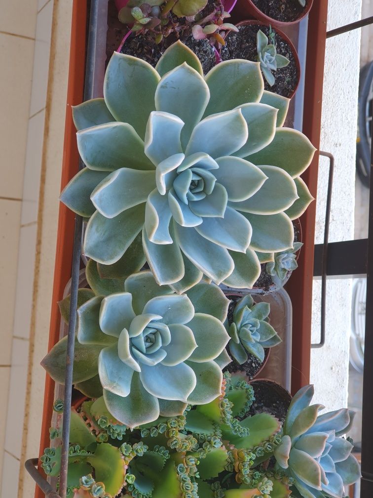 Suculentas Echeveria