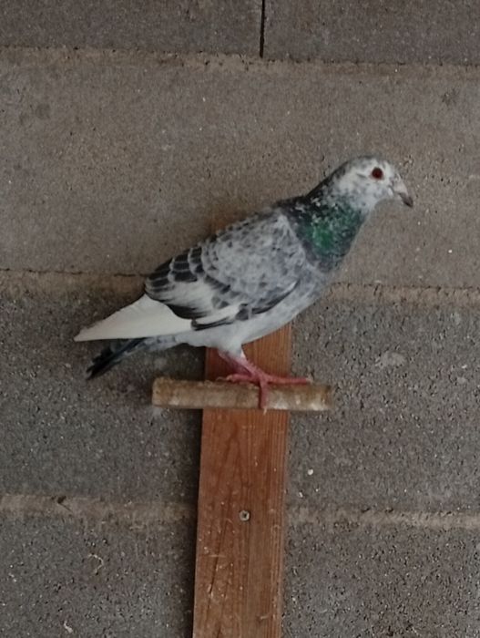 Pombos correios 2025